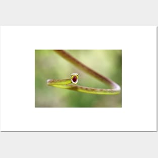 Green Parrot Snake - Costa Rica Posters and Art